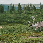 Fell Centre Kiilopaeae, Niilanpaeae