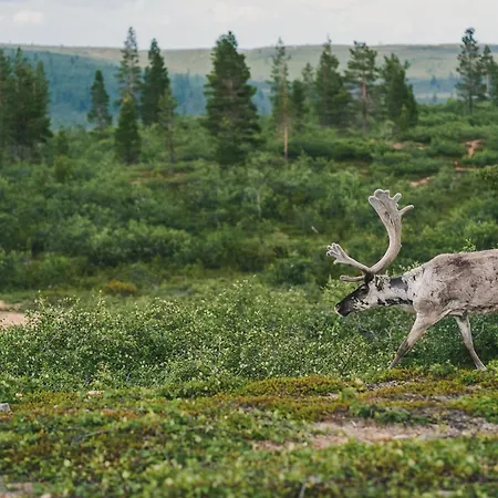 Fell Centre Kiilopaeae, Niilanpaeae