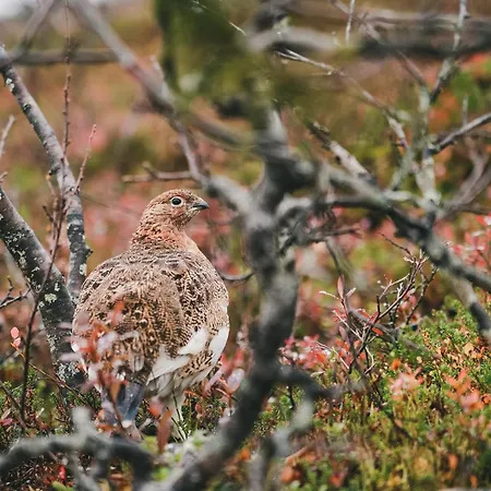 호텔 펠 센터 킬로파 호텔리 닐란파