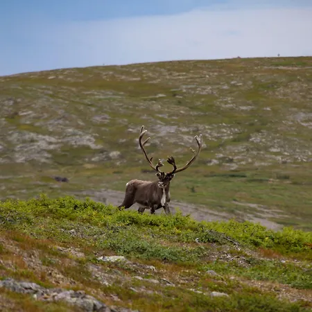 Fell Centre Kiilopaeae, Niilanpaeae فندق
