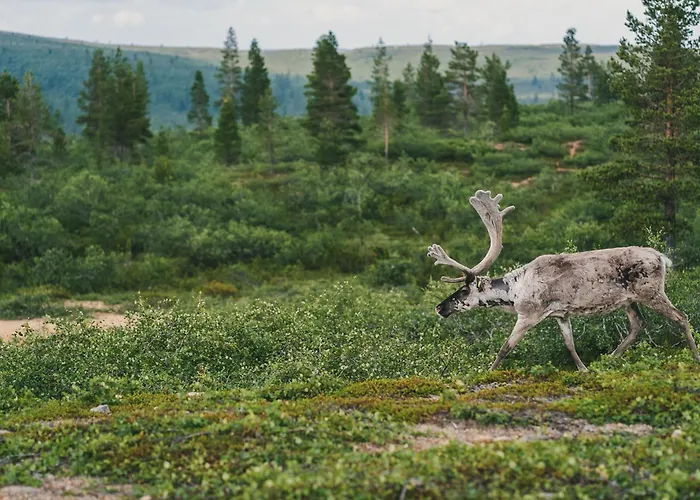 Fell Centre Kiilopaeae, Niilanpaeae