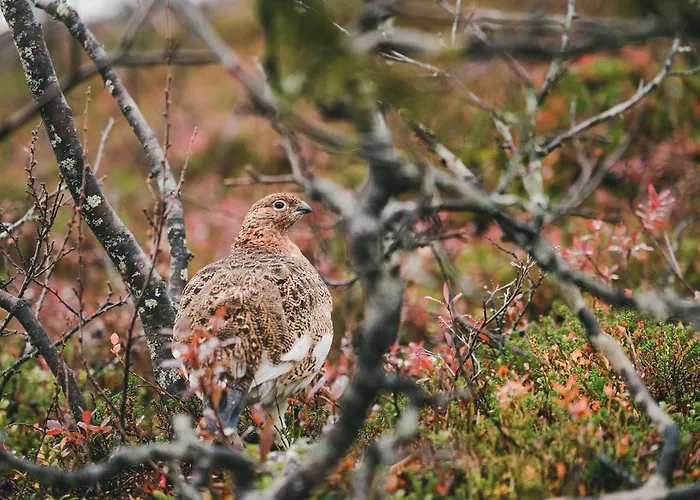 Отель Fell Centre Kiilopaeae, Niilanpaeae