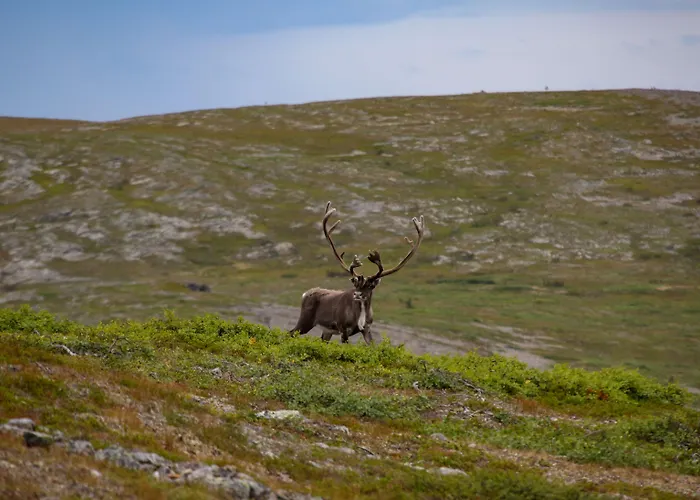 Fell Centre Kiilopaeae, Niilanpaeae Отель
